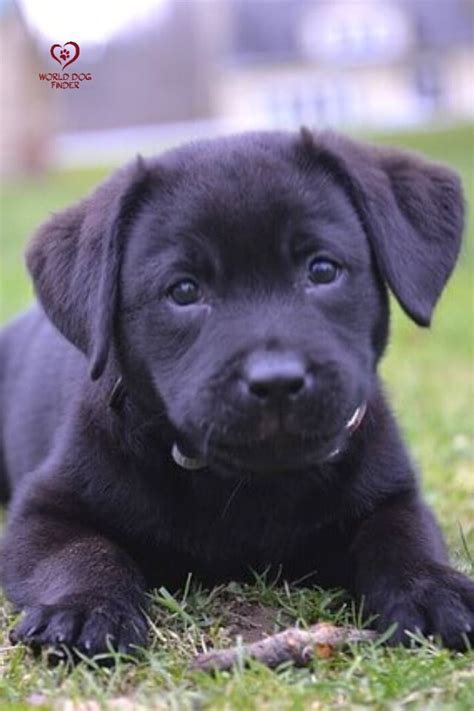 Black Lab puppies and prices | Lab puppies, Black lab puppies, Black ...