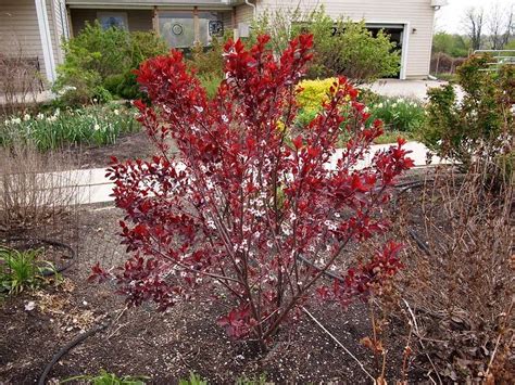 Zone Trees For Small Yards Compact Dwarf Varieties