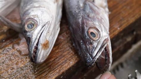 Amazing Whiting Fish Cleaning And Preparing Skills How To Fillet Hake