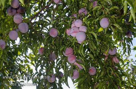 Casselman Plum Late Improved Santa Rosa Plum Prunus Salicina