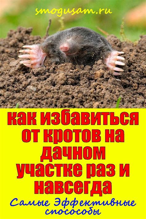 📌Как избавиться от кротов на дачном участке раз и навсегда: самые эфф ...