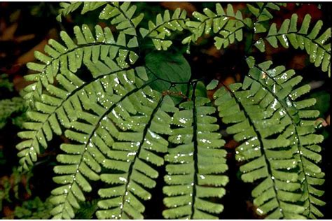 Maidenhair Fern Adiantum Pedatum Five Fingered Fern For Sale Cold Stream Farm