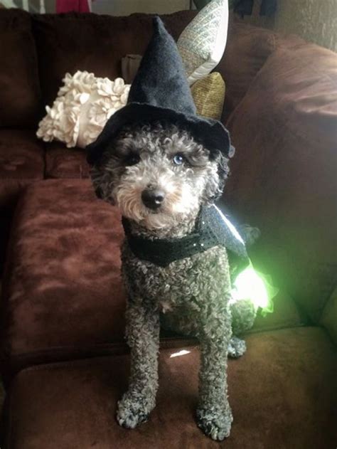 Halloween Cavapoo Halloween Witch Dogcostume Witchcostume