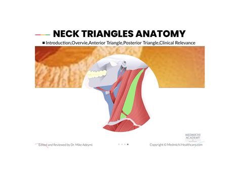 Solution Neck Triangles Anatomy Studypool