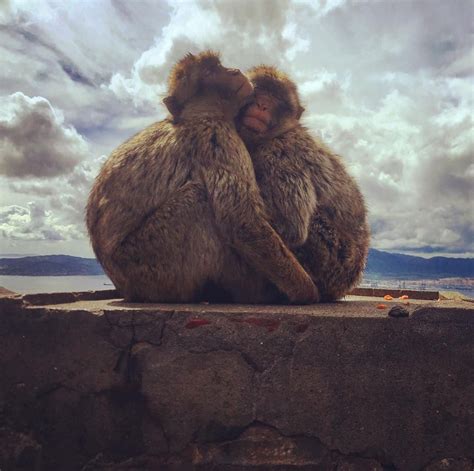 Monkeys in Gibraltar - Visit the top of The Rock if you want to see Europe's only wild primates ...