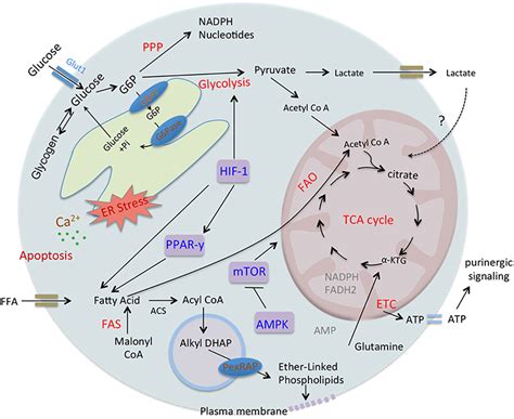 Frontiers Metabolic Insight Of Neutrophils In Health And Disease