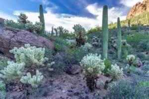 Adaptations of Desert Plants: Desert Survivors - Nature Roamer