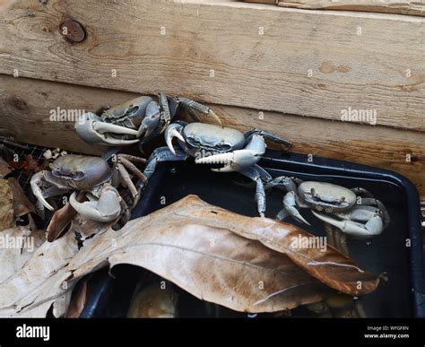 Large Carnivorous Crabs In Martinique Stock Photo Alamy