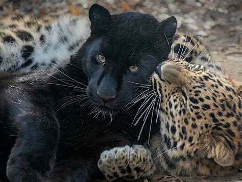 First Birthday Party At Connecticuts Beardsley Zoo For Amur Leopards