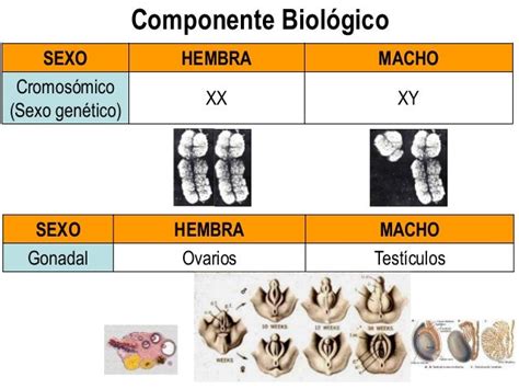 Diferenciación Sexual