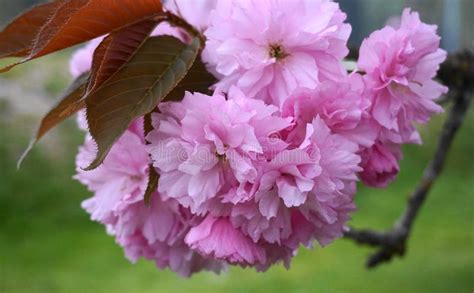 Floridas Flores De Doble Capa De Cerezo Japonesas Floridas Y Llamativas