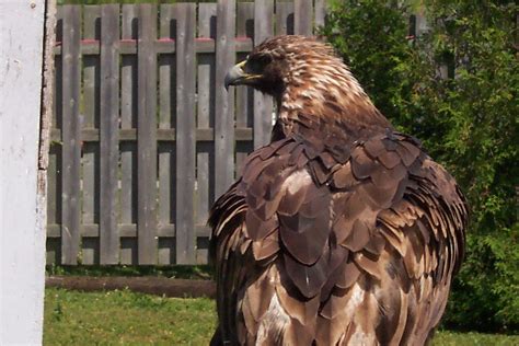 Golden Eagle 2 Free Photo Download | FreeImages