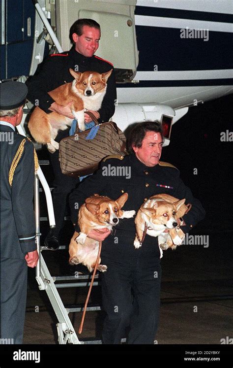 Les Corgis De La Reine M Re Sont Transport S Heathrow Apr S Leur