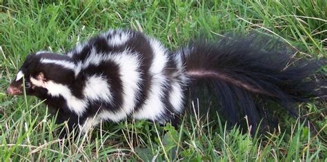 Eastern spotted skunk - Alchetron, The Free Social Encyclopedia