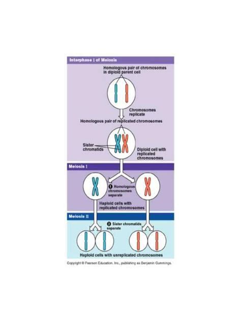 The Meiosis Animation Meiosis Is The Division Of Germ Cells Ppt Download