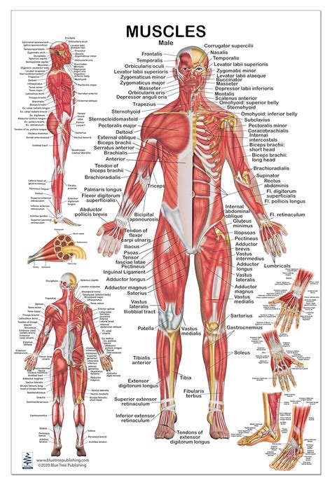 Blue Tree Publishing Muscular System Male Muscles Poster