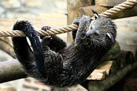 The binturong - ABConservation