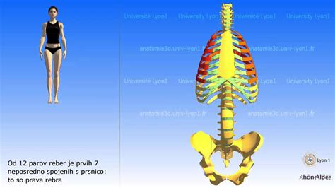 prsni kos rebra  anatomija youtube