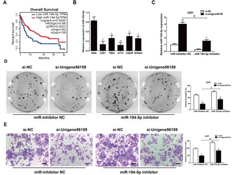 Long Noncoding Rna Unigene Promotes Glioblastoma Multiforme Cell