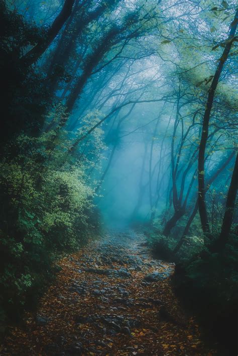 Fotos Gratis Paisaje Mar Naturaleza Bosque Camino Para Caminar