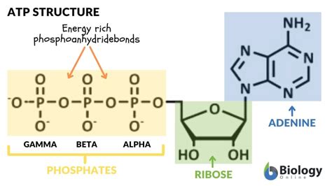 Atp Structure Labeled