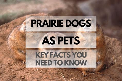 Prairie Dogs As Pets Key Facts You Need To Know Rodents For Pets