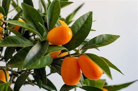 Una Rama De Naranjas Con Hojas Foto Premium