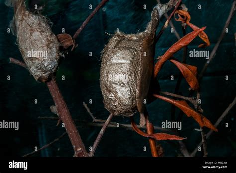 Antheraea polyphemus cocoon hi-res stock photography and images - Alamy