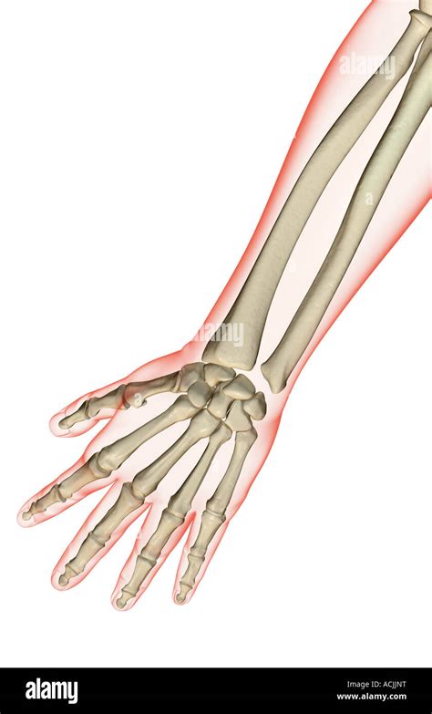 Forearm Bones High Resolution Stock Photography And Images Alamy