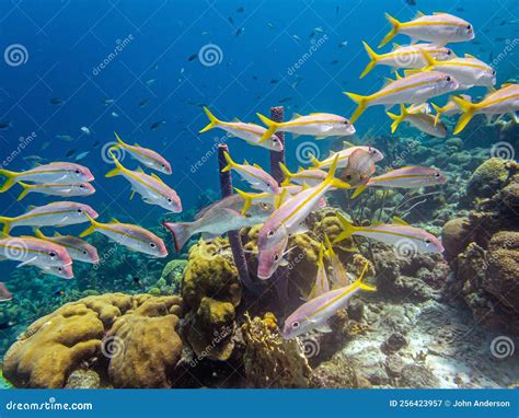 caribbean coral garden bonaire stock image image  antilles ocean