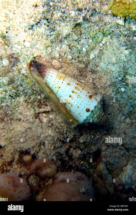 A venomous cone snail is pictured in the Red Sea near Dahab, Egypt, 07 ...