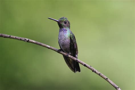 Blue chested hummingbird - Alchetron, the free social encyclopedia