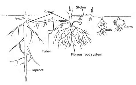 How To Identify Weeds Cornell Weed Identification