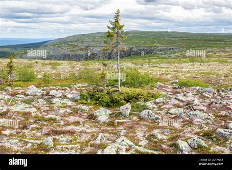 Old Tjikko the world's oldest tree Stock Photo - Alamy