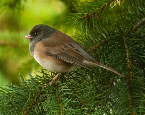 Dark Eyed Junco ~ Audubon Society Audubon Society Nature Natural