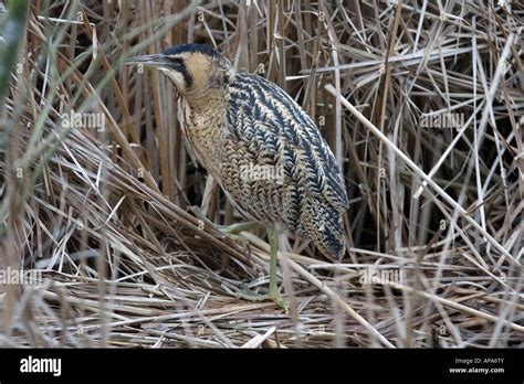 Bittern Botaurus Stellaris Standing Amongst Reeds Side View Stock Photo