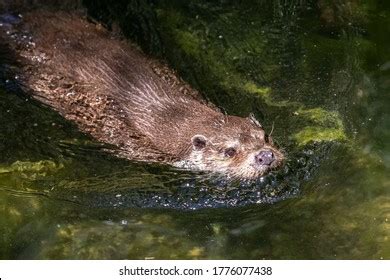 European Otter Swimming Lake Stock Photo 1776077438 | Shutterstock