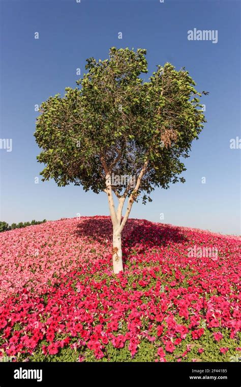 yanbu flower festival Stock Photo - Alamy