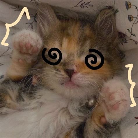470 Funny Cat Pfp Ideas Cat Memes Cat Pics Silly Cats Pictures