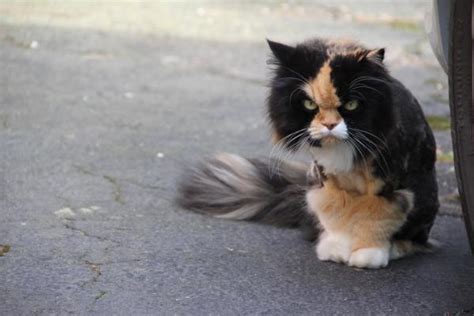 The 25 Grumpiest Cats Ever