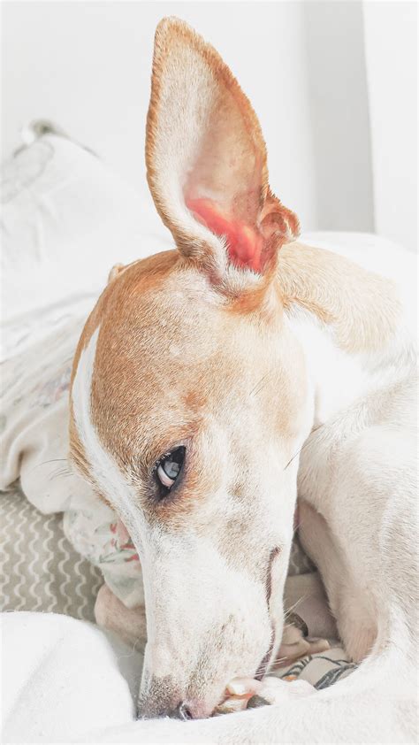 Dog Ear Infection Symptoms - 4 Signs Look For And Then What To Do.