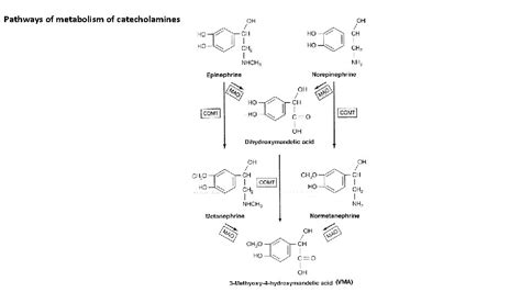 Catecholamine Metabolites Catecholamine Metabolites Vma Hva Metanephrines Significance