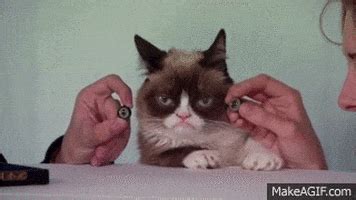 Grumpy Cat GIFs - Find & Share on GIPHY