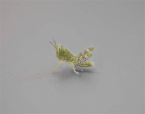 Baby Grasshopper - Temporary and What-nots - Photo Gallery - Cloudy Nights