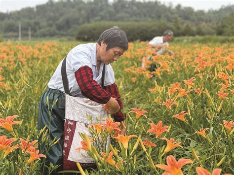 采收黄花菜