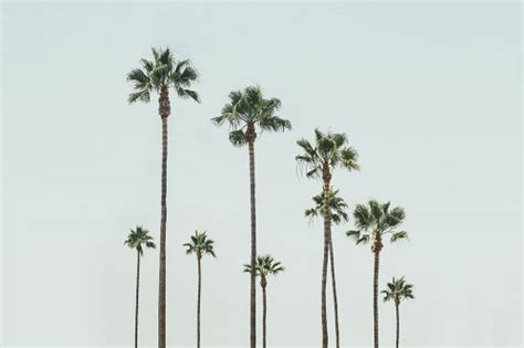 Cali Palms Poster Print And Seb Sisi Posterazzi