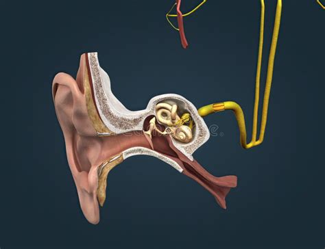 Sound Passes Through The Ear And Carries Signals To The Brain Stem