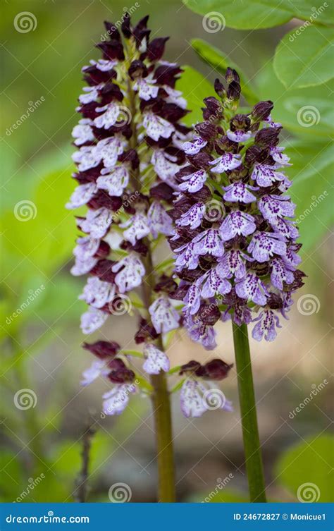 Wild Orchid stock image. Image of close, isolated, garden - 24672827