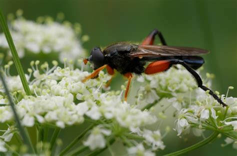 Chalcosyrphus Femoratus Inaturalist