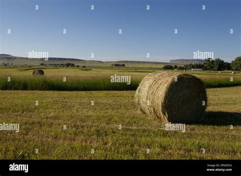 Round Hay Bales In In Recently Cut Flood Irrigated Alfalfa Fields Near